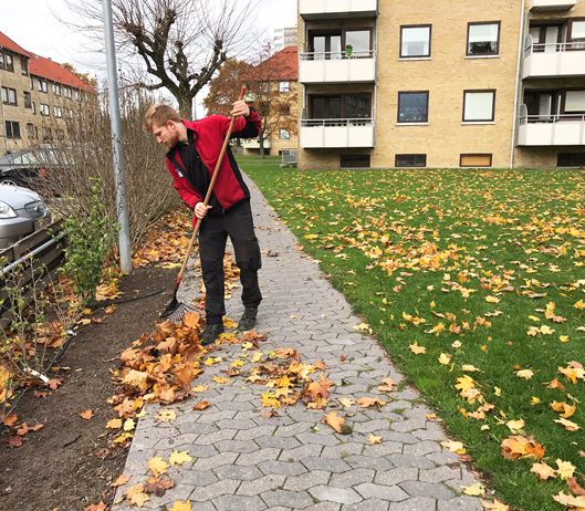 Morten Gullaksen fejer blade.png