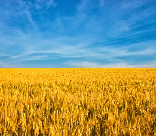 Gul mark blå himmel.jpg